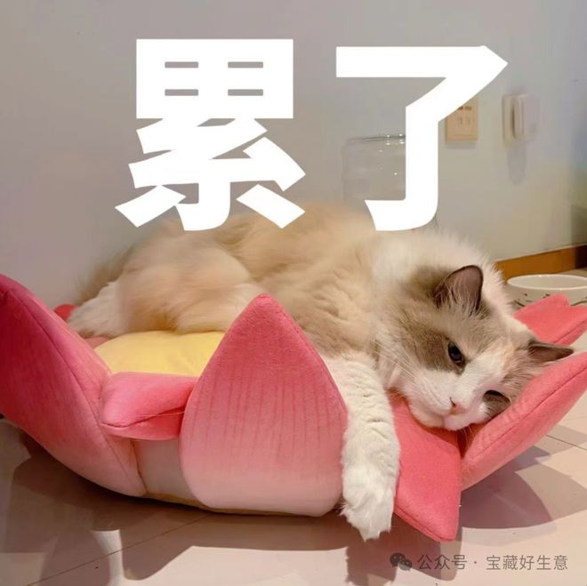 消费品从业者的五年创业思考pg电子平台深度 一个新(图8)