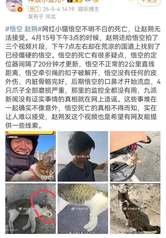 世：主人赵朔公开去世细节可能死于投毒！pg电子模拟器试玩网红小猫“悟空”去(图2)
