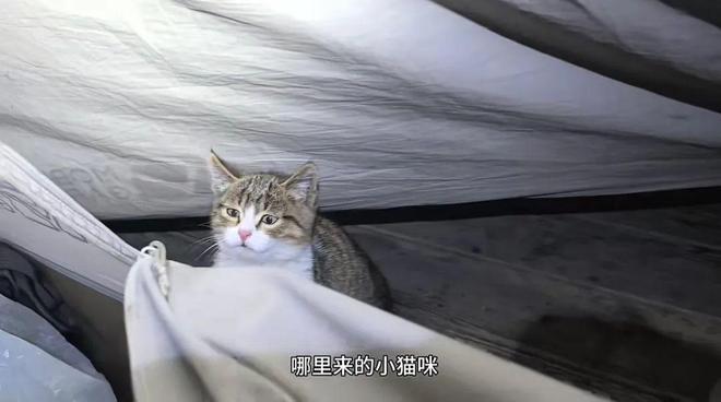世：主人赵朔公开去世细节可能死于投毒！pg电子模拟器试玩网红小猫“悟空”去(图6)