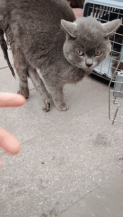 上刷到一只奇形怪状的蓝猫结果真相是…pg电子免费模拟器游戏太造孽了！网(图2)