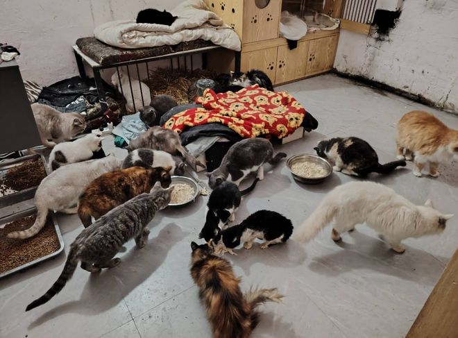 上刷到一只奇形怪状的蓝猫结果真相是…pg电子免费模拟器游戏太造孽了！网(图3)