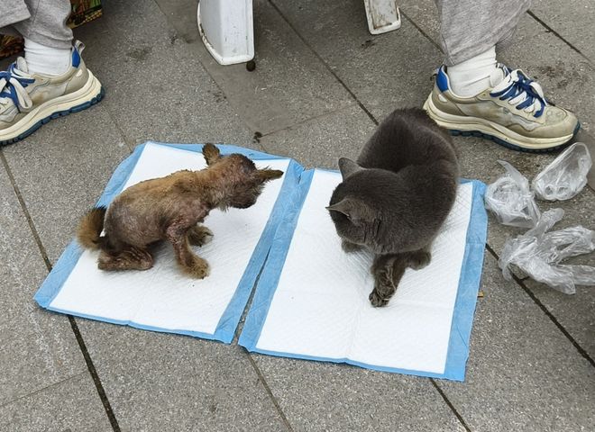 上刷到一只奇形怪状的蓝猫结果真相是…pg电子免费模拟器游戏太造孽了！网(图5)