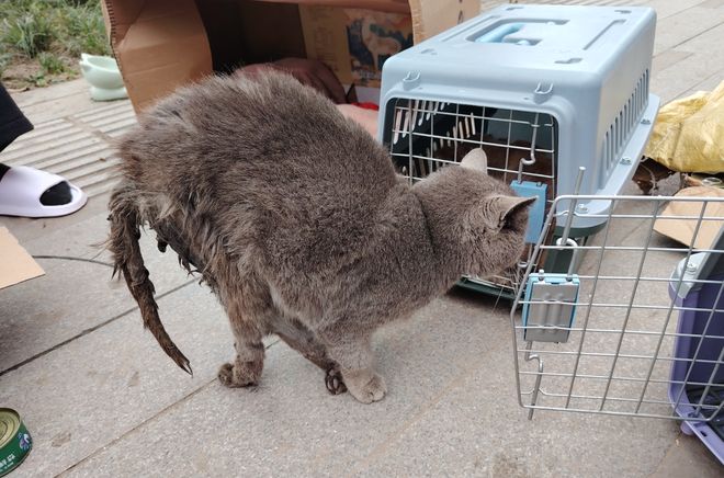 上刷到一只奇形怪状的蓝猫结果真相是…pg电子免费模拟器游戏太造孽了！网(图13)