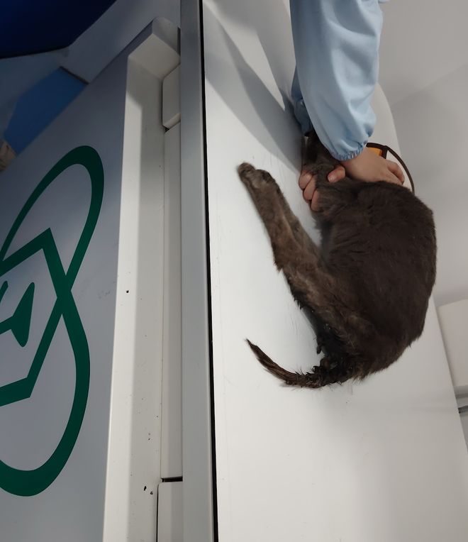 上刷到一只奇形怪状的蓝猫结果真相是…pg电子免费模拟器游戏太造孽了！网(图12)