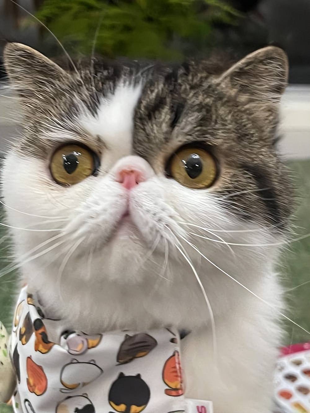 猫零食推荐有哪些牌子好？pg电子试玩网站免费老年(图11)