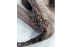 上刷到一只奇形怪状的蓝猫结果真相是…pg