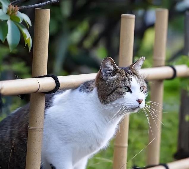 养久”了不能送人原因很真实！pg电子首页老人说：猫咪“(图3)