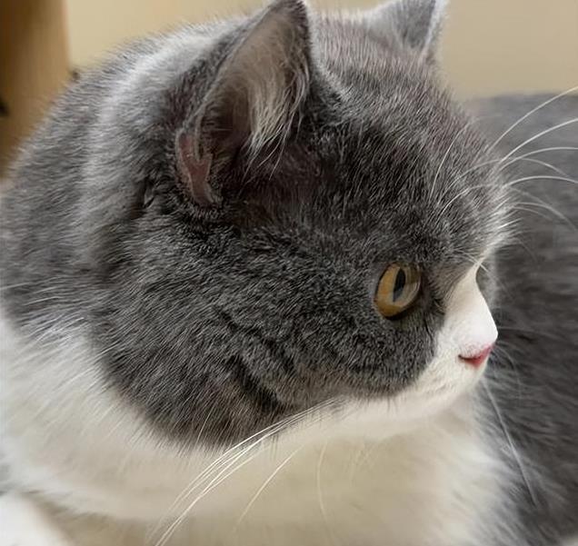 养久”了不能送人原因很真实！pg电子首页老人说：猫咪“(图4)