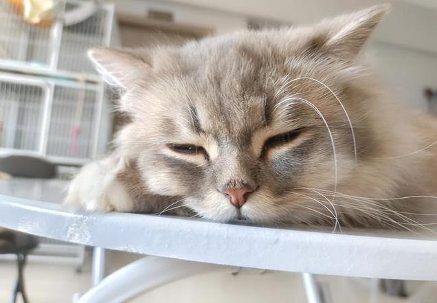 养久”了不能送人原因很真实！pg电子首页老人说：猫咪“(图5)