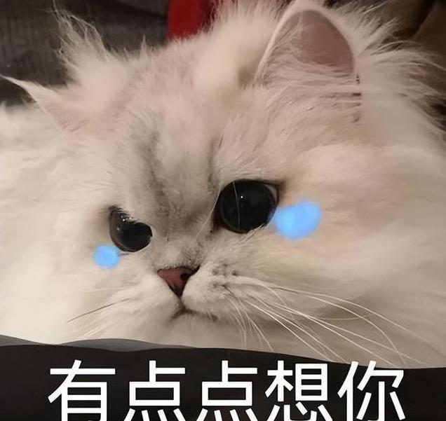 养久”了不能送人原因很真实！pg电子首页老人说：猫咪“(图6)