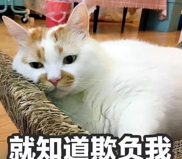 养久”了不能送人原因很真实！pg电子首页老人说：猫咪“(图9)