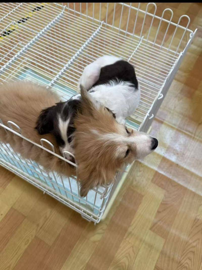 100亿大关 90后是养宠主力军｜数据看板pg电子入口202